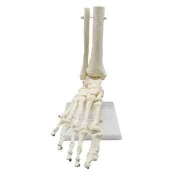 1:1 Модель анатомии стопы скелета человека Стопа и голеностопный сустав с голенищем Анатомическая модель анатомии Учебные ресурсы