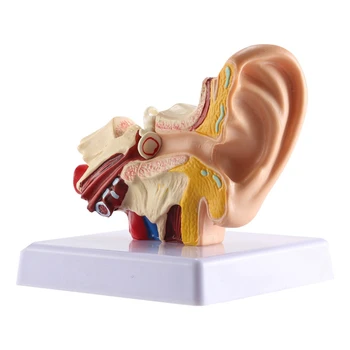 1.5X Анатомическая модель человеческого уха - профессиональная настольная модель моделирования структуры внутреннего уха для образования
