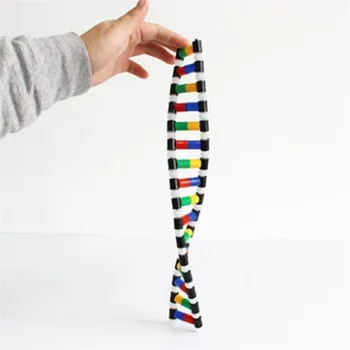 ДНК Модель структуры двойной спирали Образовательное оборудование