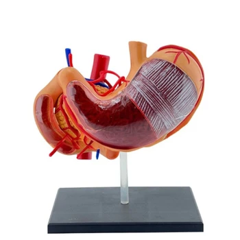 Расширение медицинских знаний с помощью этой модели анатомии желудка